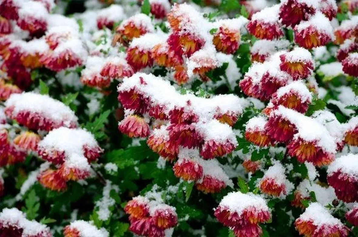 fiori in inverno