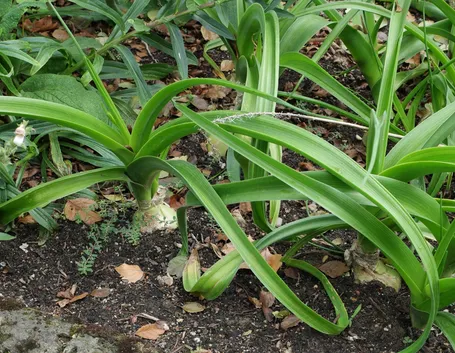 Scilla marittima