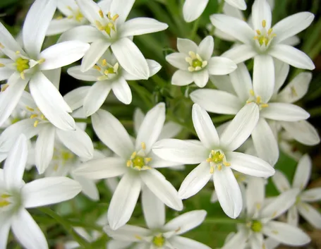 Stelle di Betlemme in fiore