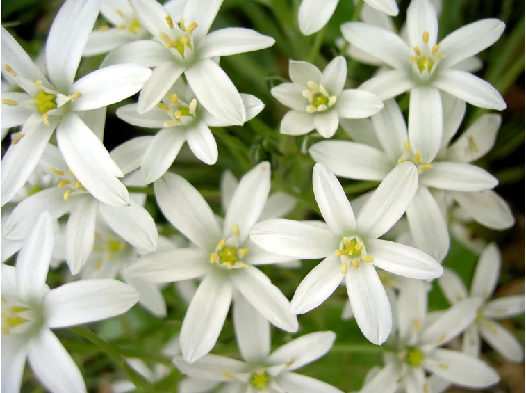 Stelle di Betlemme in fiore