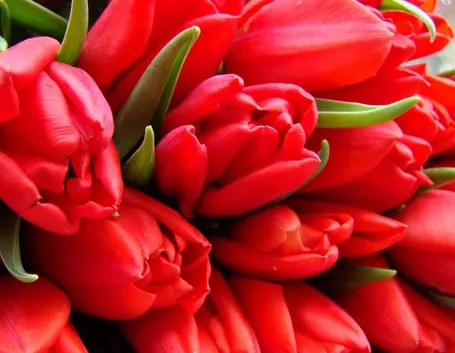 Tulipani