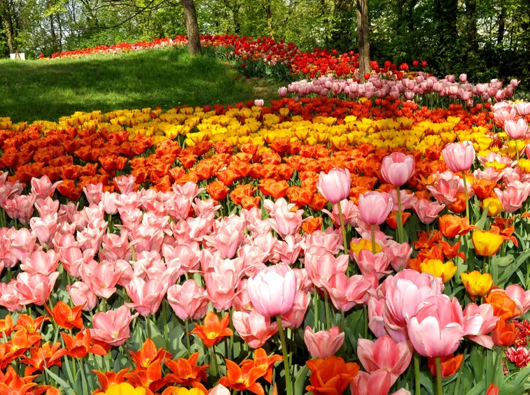 Tulipani
