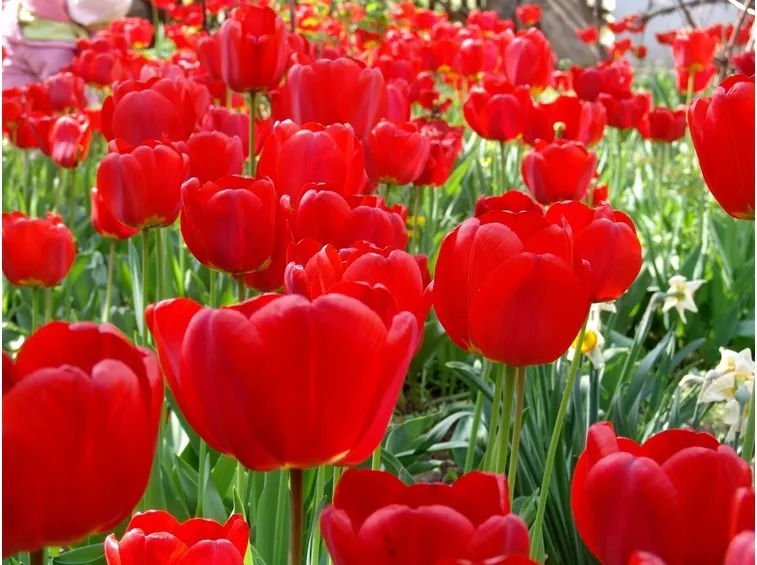 Tulipani rossi