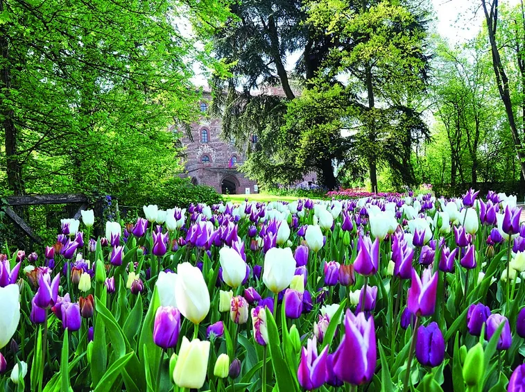 Tulipani