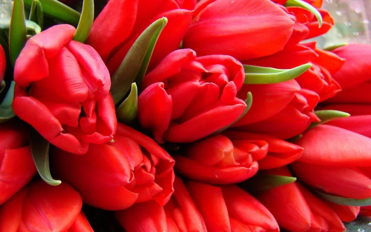 Tulipani