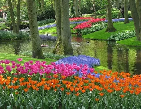 Paesaggio olandese con tulipani
