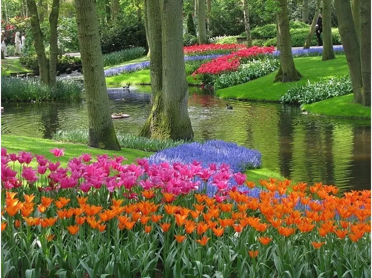 Paesaggio olandese con tulipani