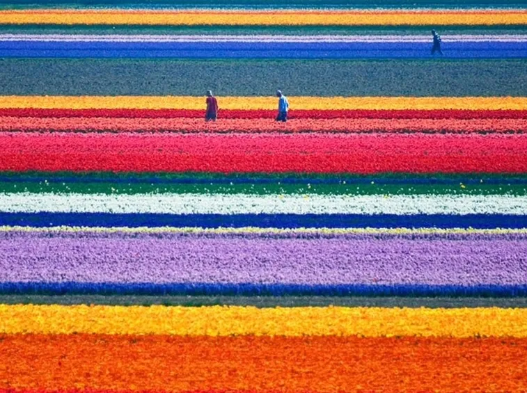 Bellissima distesa di tulipani