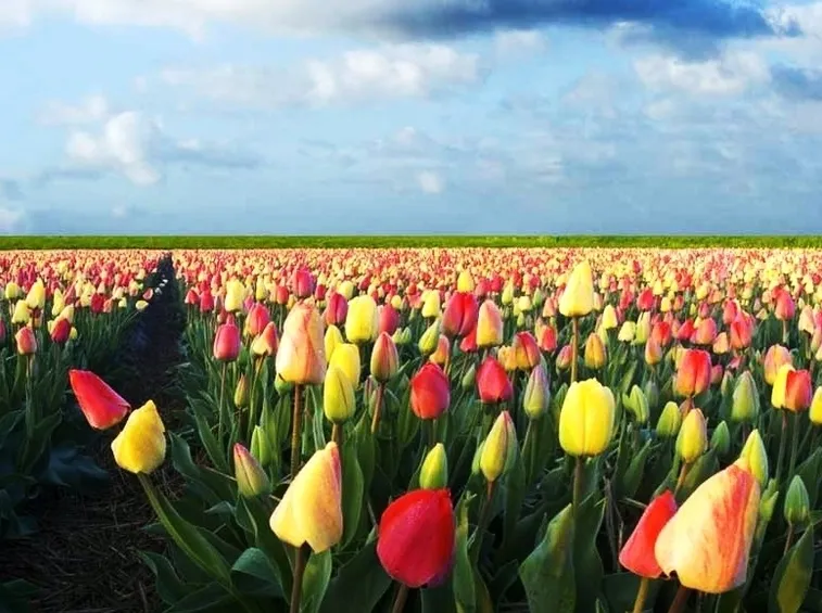 Campo di tulipani olandesi