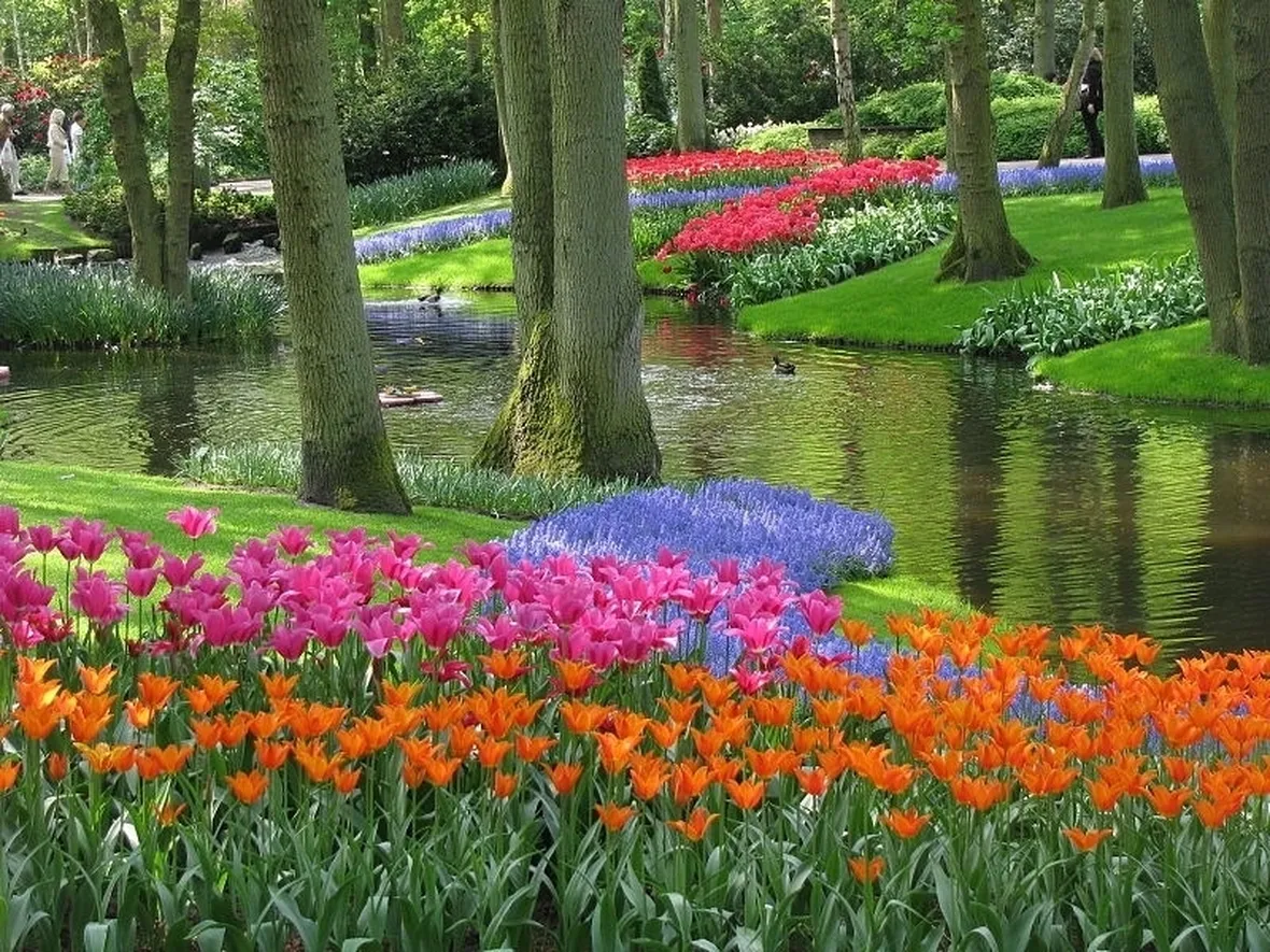 Paesaggio olandese con tulipani