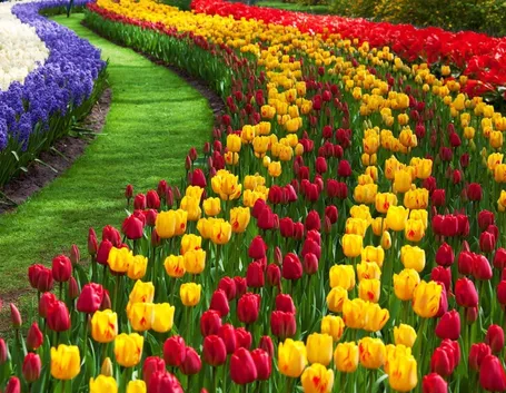 Fioritura tulipani Olanda