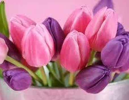 tulipani2