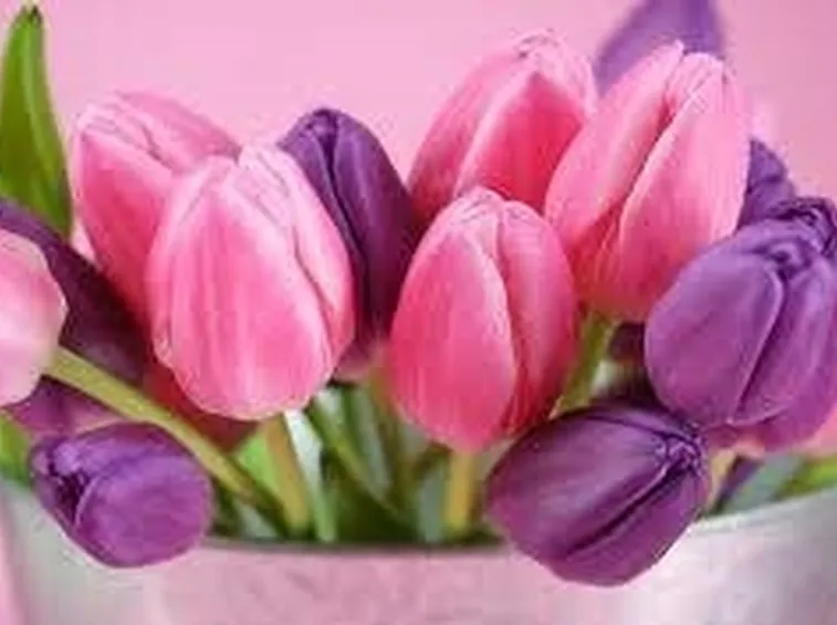 tulipani2