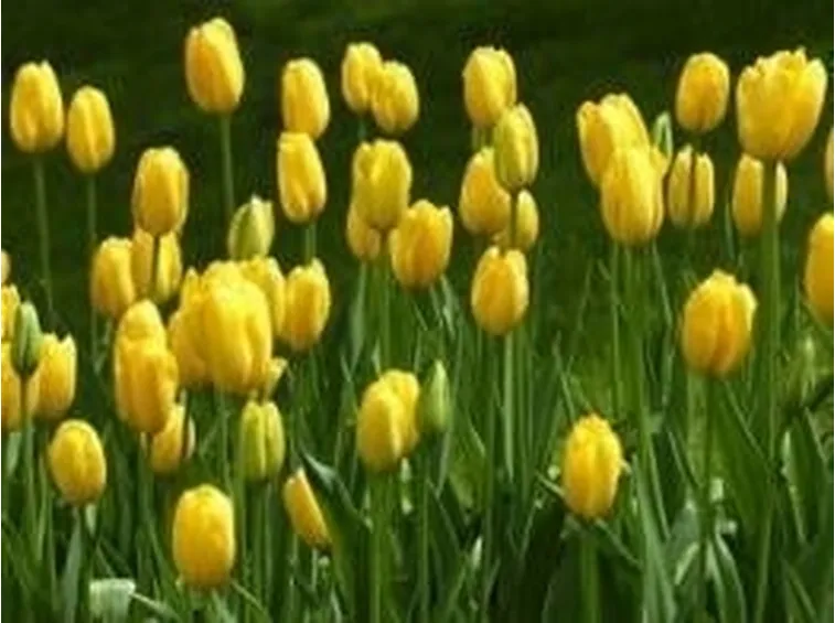 tulipani4