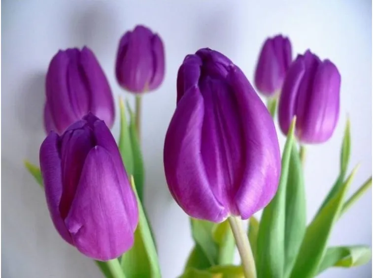 tulipani-1