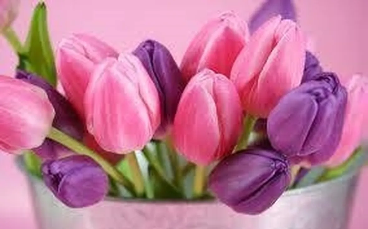 tulipani2