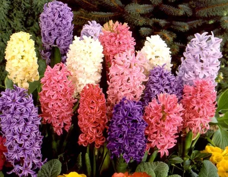 bulbi da fiore