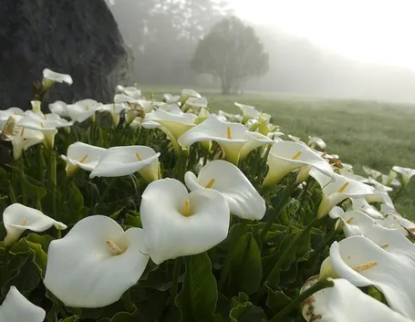 Esemplari di Zantedeschia aethiopica in piena fioritura
