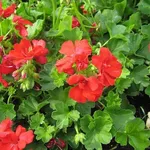 Gerani