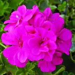 Bellissimo fiore di geranio
