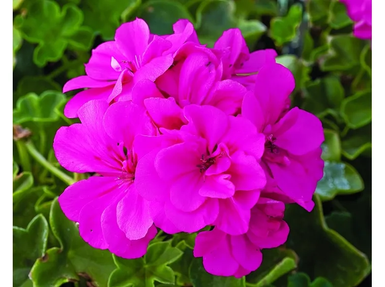Bellissimo fiore di geranio