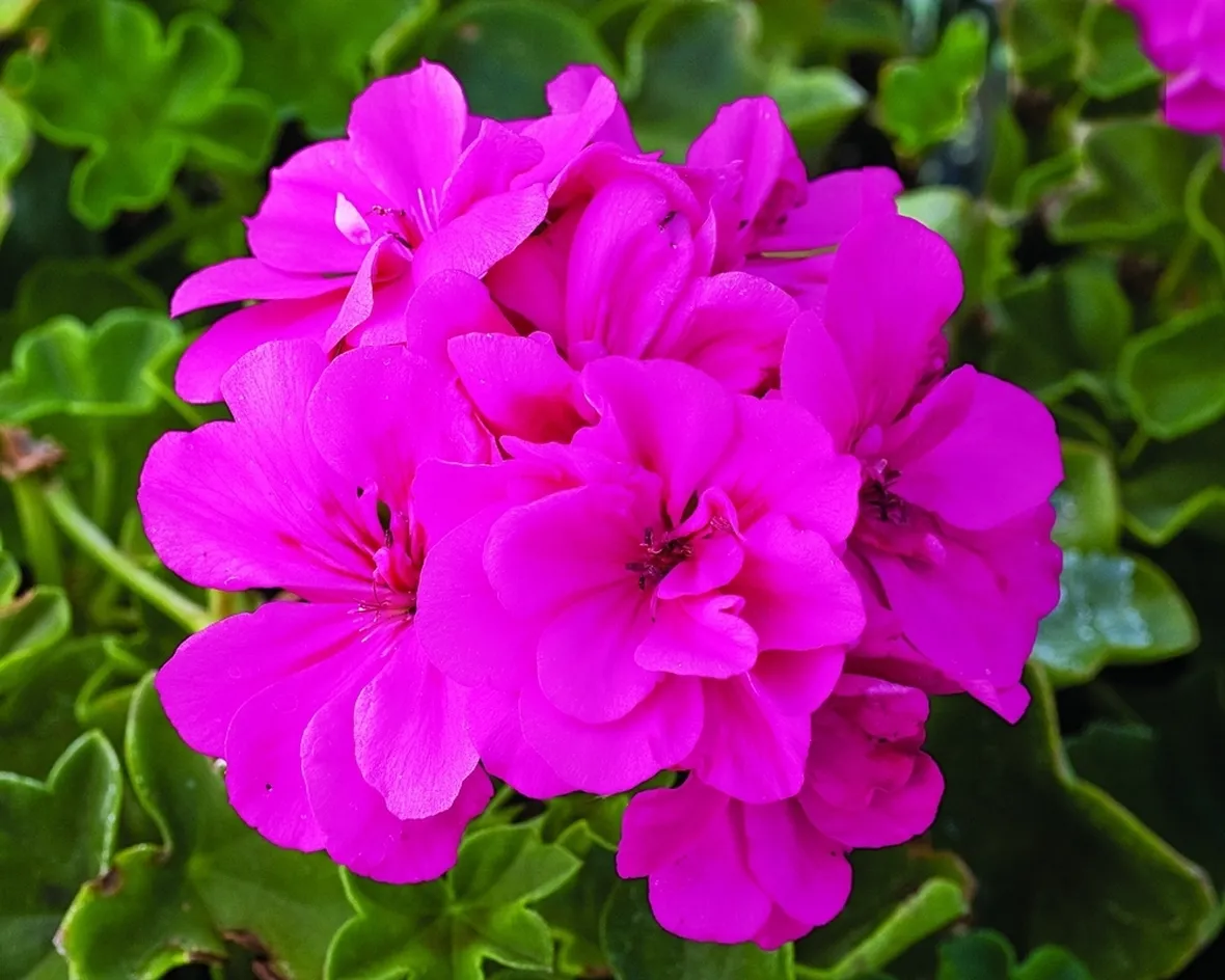Bellissimo fiore di geranio