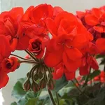 Geranio rosso