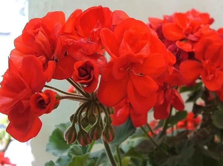 Geranio rosso