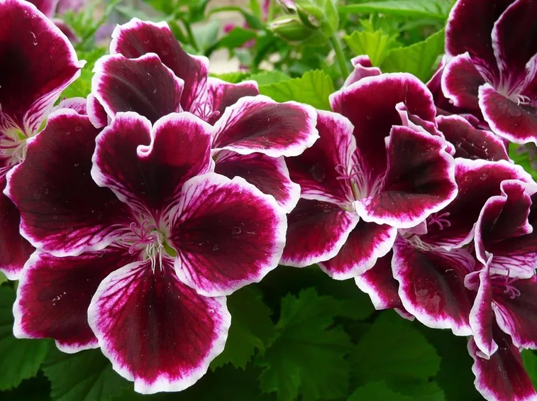 Geranio fucsia con sfumature bianche