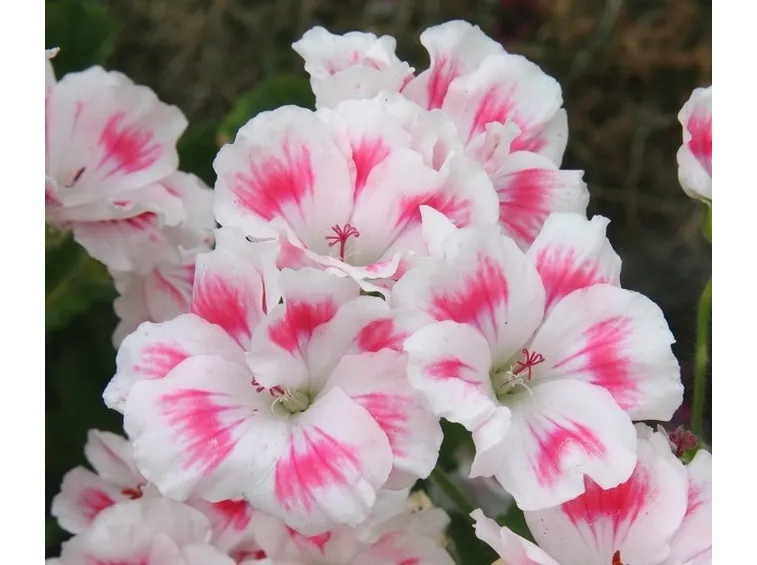 Geranio bianco con sfumature rosa