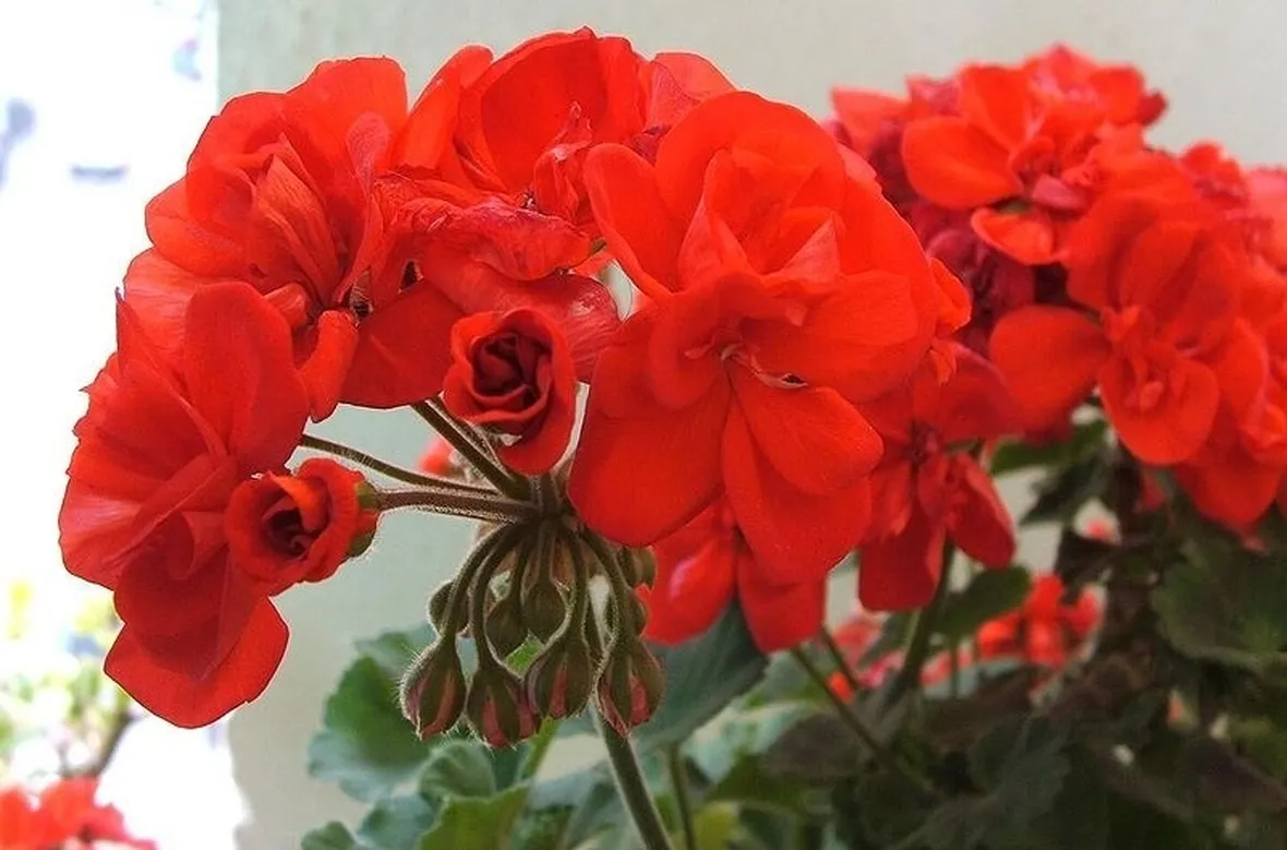 Geranio rosso