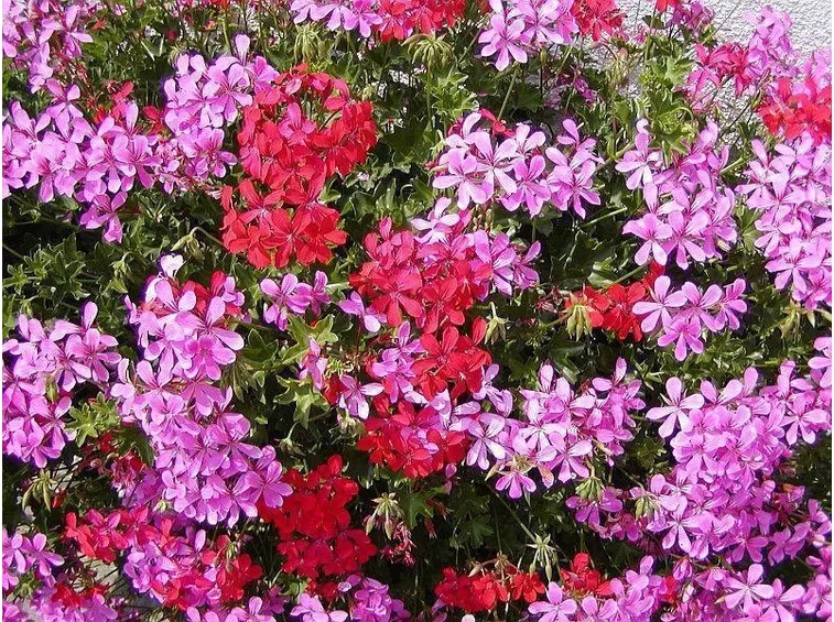 colori dei gerani in inverno
