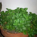 Potatura dei gerani