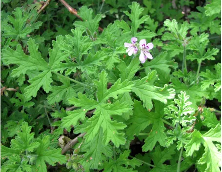 Fiori e foglie del Pelargonium odoratissimum