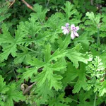 Fiori e foglie del Pelargonium odoratissimum