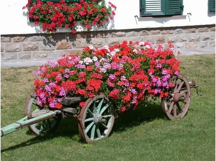 decorazione con i gerani parigini