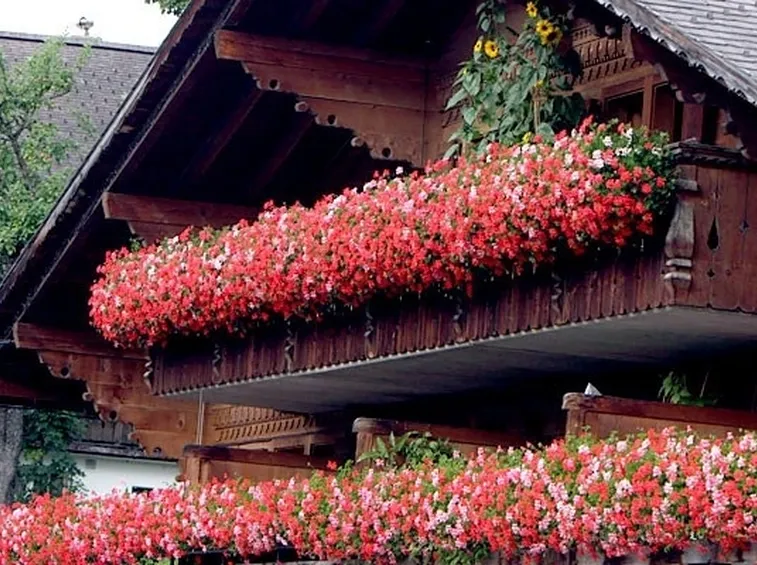 Gerani parigini sul balcone