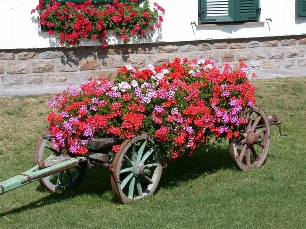 decorazione con i gerani parigini