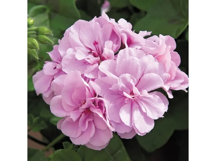 Bellissimo fiore di geranio imperiale