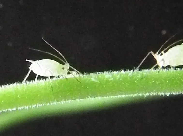 Afidi su perlargonium