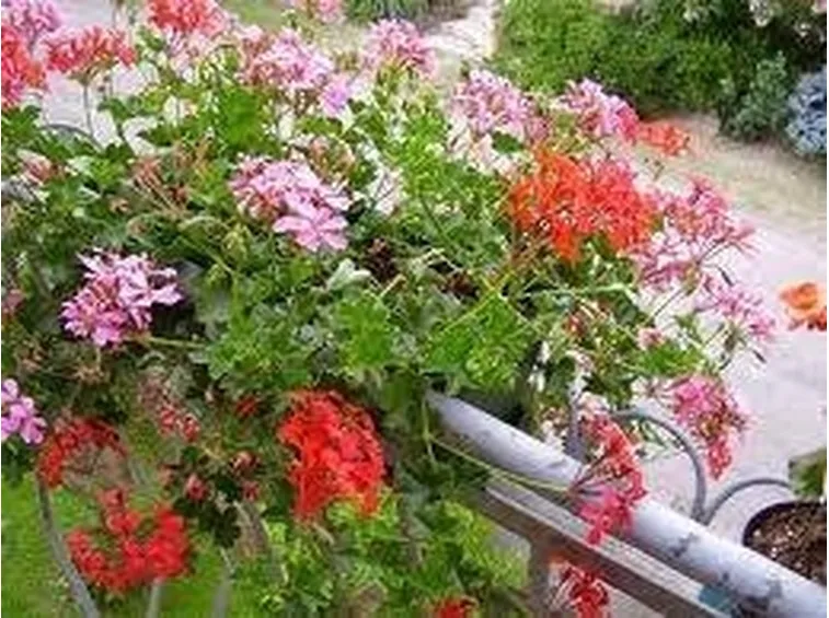 gerani edera in fiore