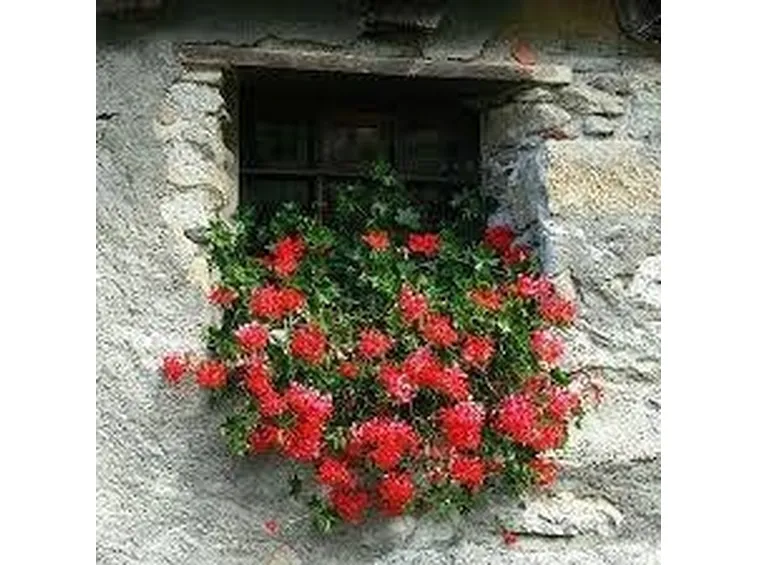 Gerani  edera in fiore su finestra