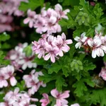 Fiori di geranio odoroso