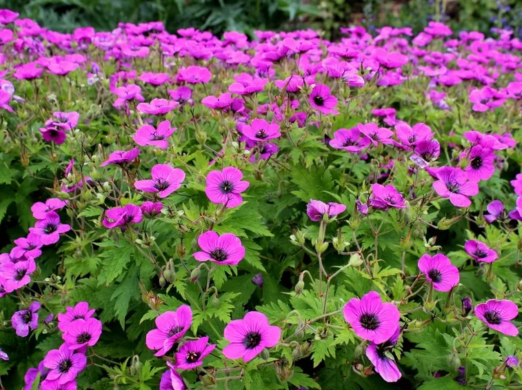 Geranium psilostemon