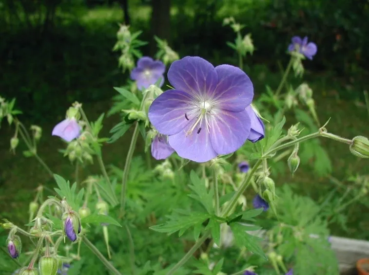 Geranium Pratense