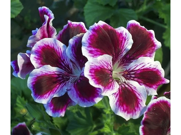 Angel Pelargonium