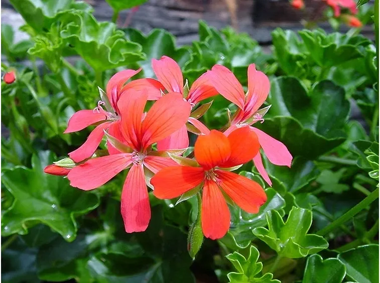 Pelargonium zonale rosso
