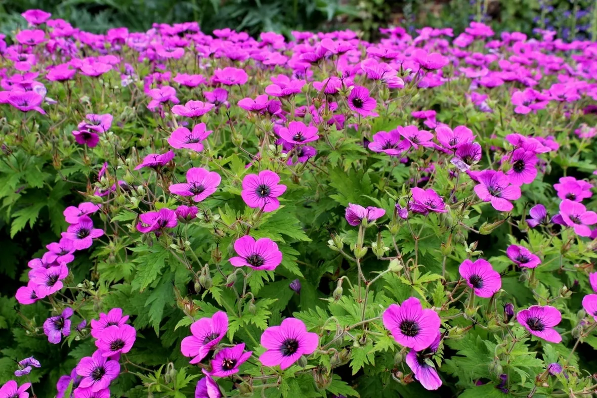 Geranium psilostemon