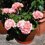 Pianta di gerani