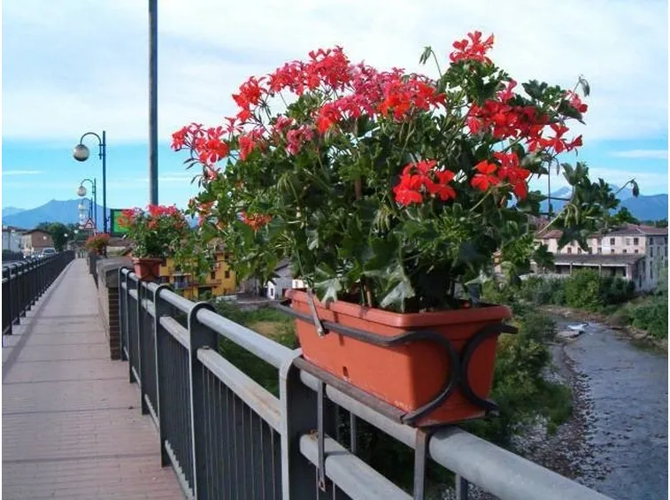 fiori di geranio rossi